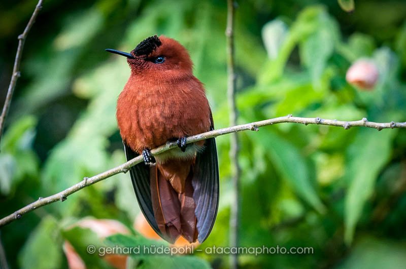 Male Juan Fernandez Firecrown, hummingbird of Robinson Crusoe Island, Chile