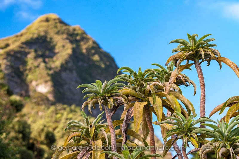 Dendroseris pruinata, an endemic plant of Robinson Crusoe island, Chile