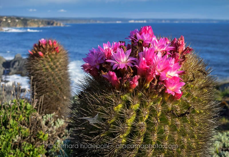 Eriosyce subgibbosa cactus with red flower at to coast of Tunquen, Chile