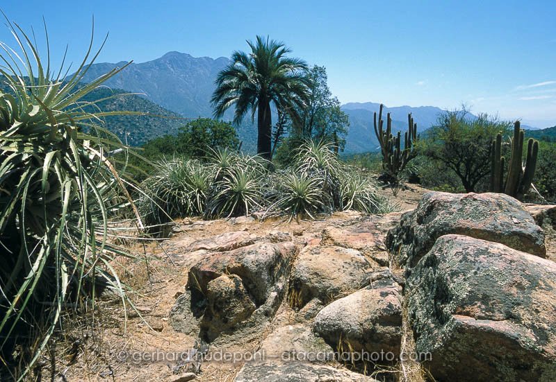La Campana National Park with Chilean Palm and Puya, Chile