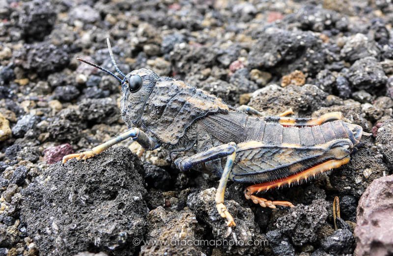 Camouflaged grasshopper on volcanic rock, Antuco volcano in Chile
