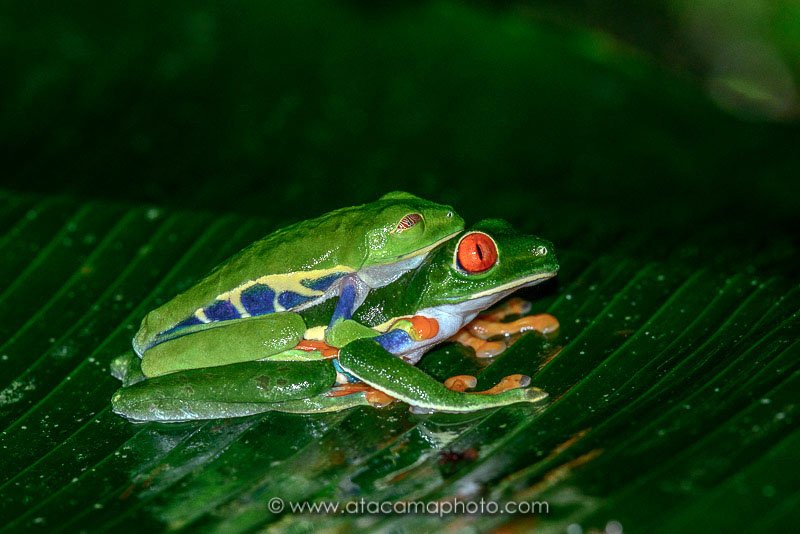 Preview D8C6805.jpg