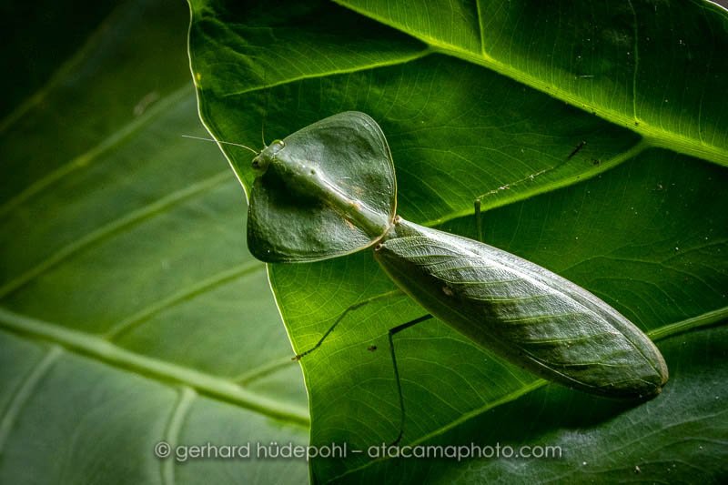 Preview Z7C3083.jpg