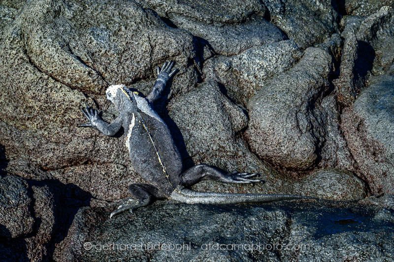 Preview _Y8A2142.jpg