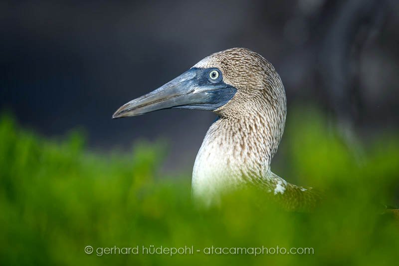 Preview _Z8F5179.jpg