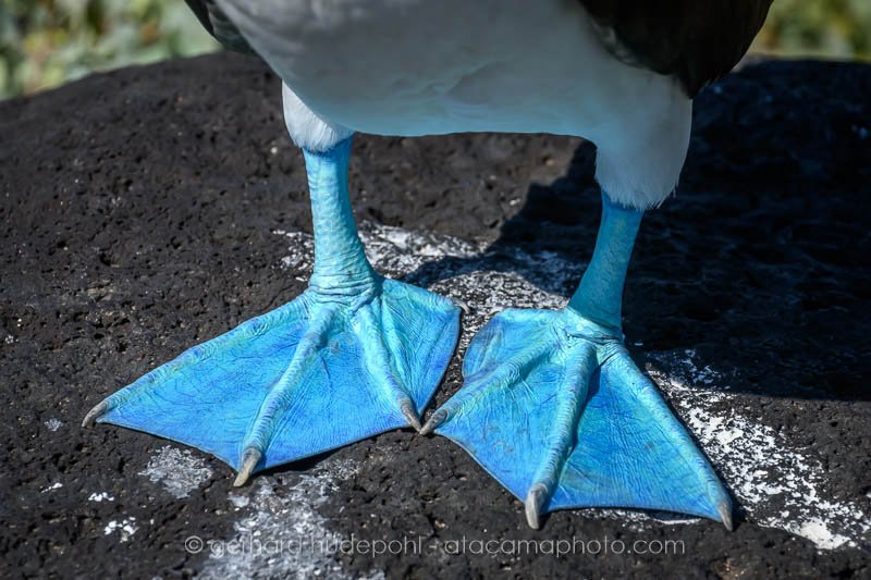 Preview _Z8F5665.jpg