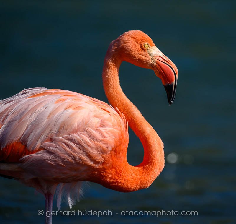 Preview _Z8F9848.jpg