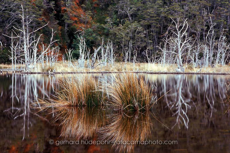 Preview patagonia-trees-reflection-in-lake.jpg