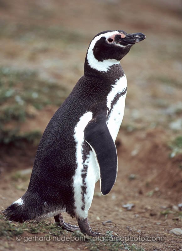Preview Pinguin1.jpg