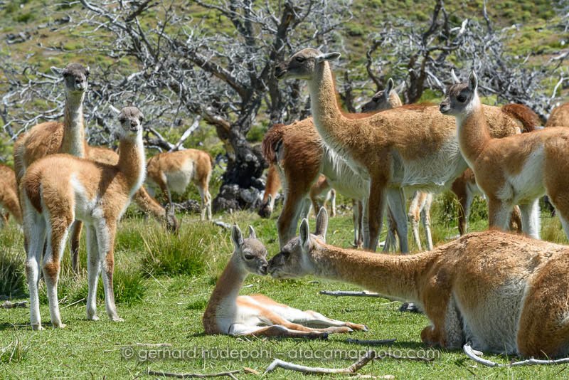 Preview guanaco-family.jpg