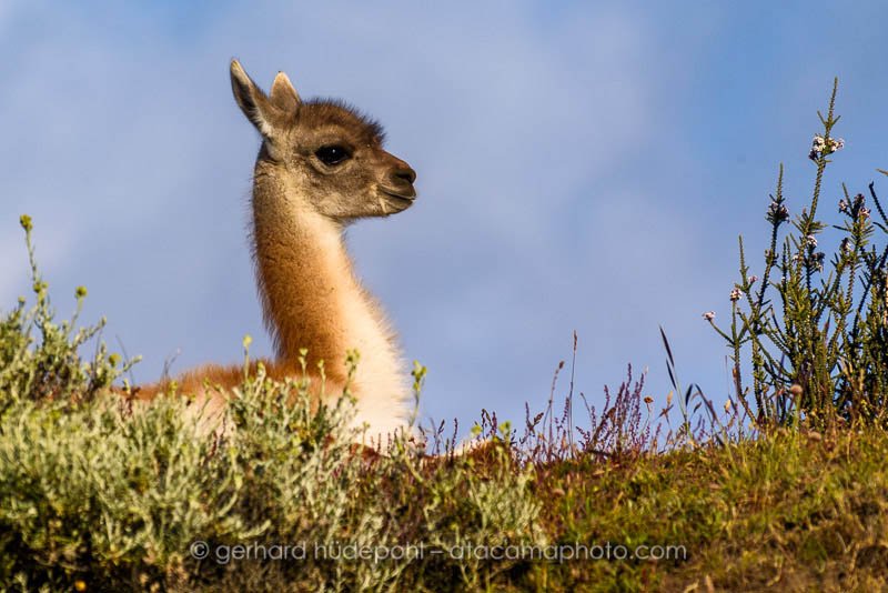 Preview young-guanaco-patagonia.jpg