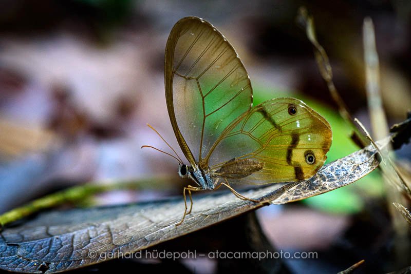 Preview glasswing-butterfly-tambopata-peru.jpg